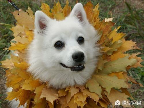 犬传染性气管支气管炎的临床表现:狗狗天冷以后总是咳嗽，怎么办？