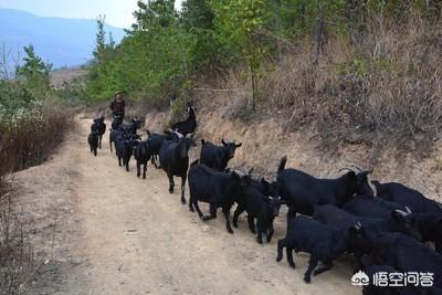 黑鳘鱼市场价格:散养500只黑山羊一年有多少利润？