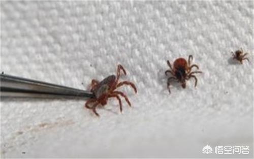 边牧犬洗澡视频:边牧犬比赛视频 养边境牧羊犬好吗？养它要承受什么样的事情？