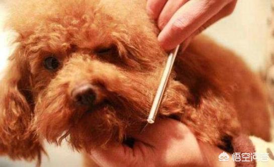贵宾犬怎么养毛发好:给贵宾犬梳毛要知道哪些知识？