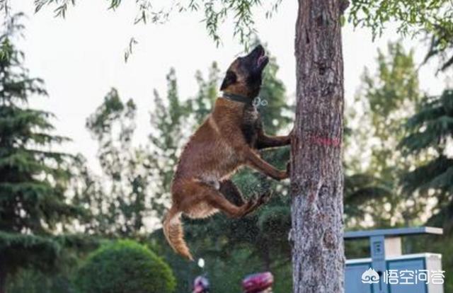 比利时马犬和德牧:德牧、昆明犬、马犬有怎么本质区别，哪个更适合楼房养？