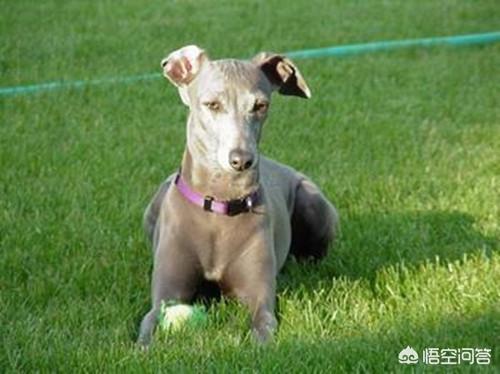 格力犬图片:格力犬趴蹄补钙立耳，格力犬补钙有点趴蹄怎么办呢？