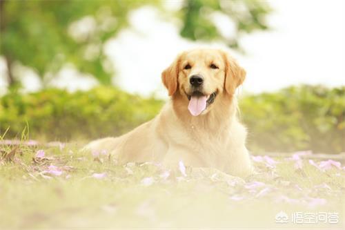 金毛幼犬图片:挑选金毛幼犬颜色深的好还是浅的好？