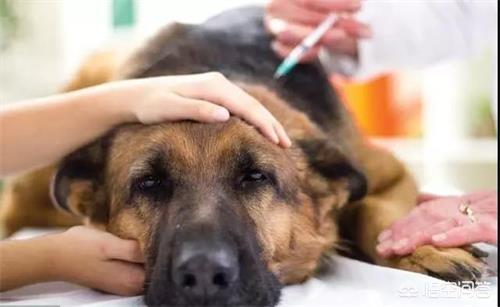 奥达猎犬拉肚子怎么办: 拉布拉多吃馒头拉稀，拉布拉多吃馒头拉稀怎么回事？ 奥达猎犬掉毛严重吗