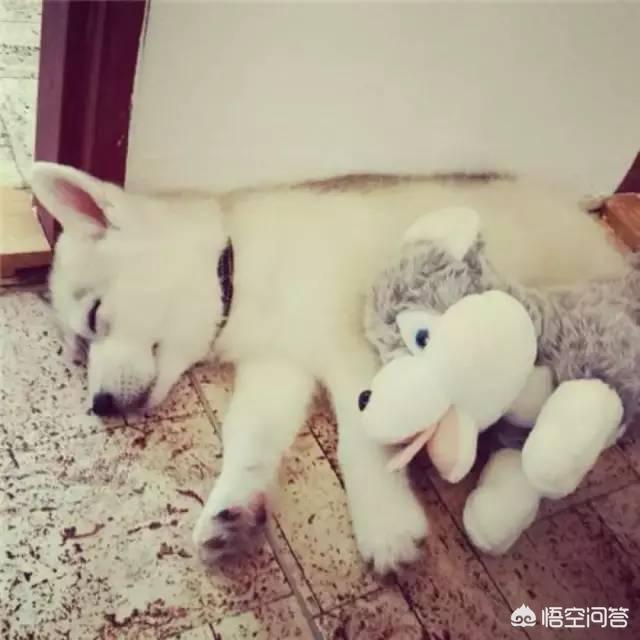 小狗睡觉翻白眼图片:狗狗怎么睡觉有什么意思吗？