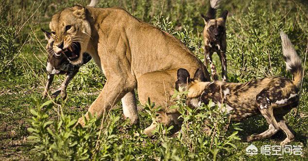 野狗vs鬣狗真实记录:为什么非洲野狗也能猎杀落单狮子？