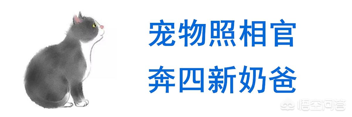 猫叔图片:#宠爱日# 你收养过流浪动物吗？你和它有什么故事？