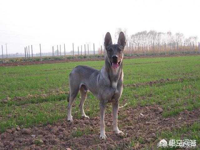 东北长毛狼青犬图片大全:二战时期，日军的狼青犬是如何培育出来的？
