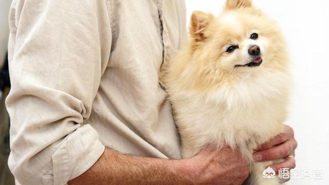 博美犬视频:养博美犬前要了解什么事，不然可能会后悔？