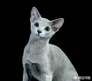 欧洲短毛猫:英短、俄罗斯蓝猫和沙特尔猫这三种猫的区别在哪里？