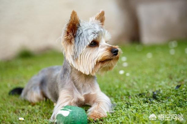 狗狗突然拼命吃草，是怎么回事？插图1