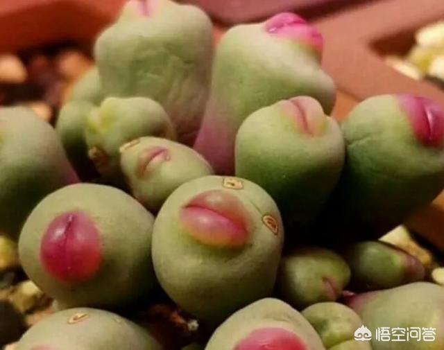 多肉植物品种番杏科肉锥花属:番杏科肉锥品种大全 多肉植物“小红嘴”，摄影怎么拍？