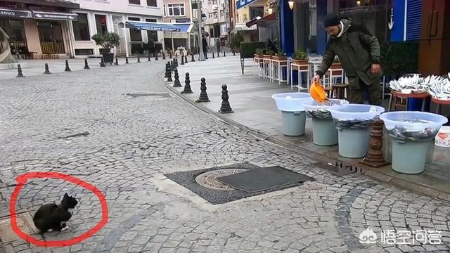 猫为什么喜欢吃鱼:猫为什么喜欢吃玉米 猫为什么特别爱吃鱼而且不怕鱼刺？