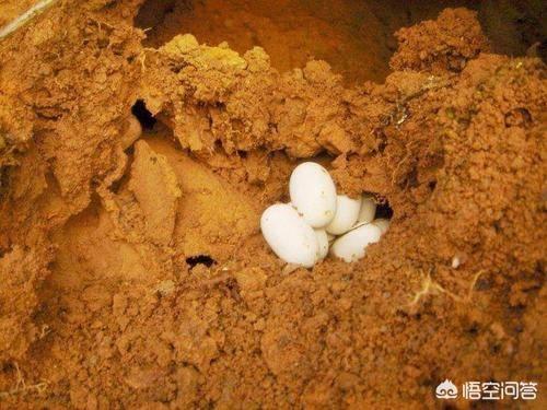 在中国，为什么银环蛇蛇毒能排第一？有什么依据？