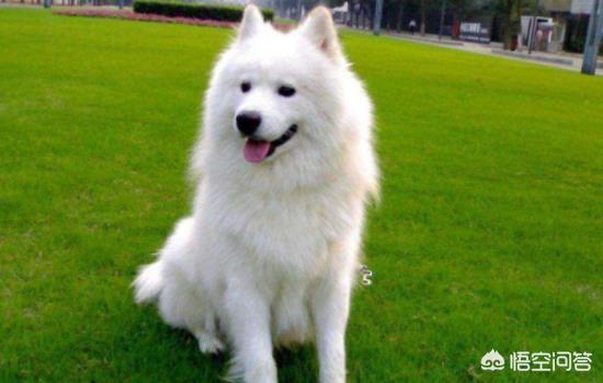 犬瘟热早期表现为:我们家狗狗，三个月萨摩耶，5.8㎏，得了狗瘟，能治好吗？