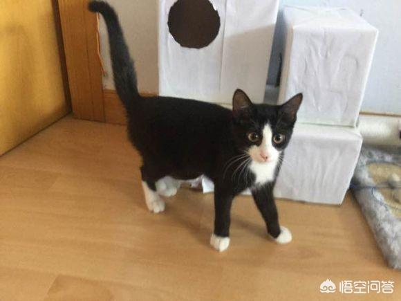 猫猫水果后续:猫能吃水果吗？会有什么害处么？