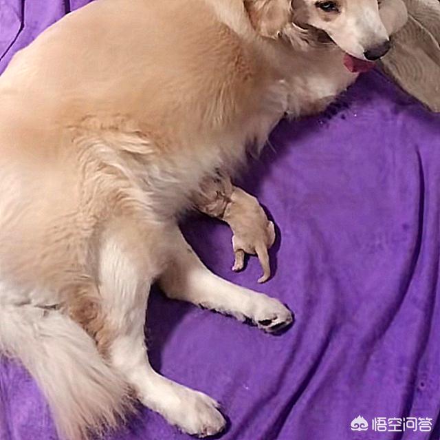 金毛受孕后的症状:怎么辨别金毛犬是否怀孕？