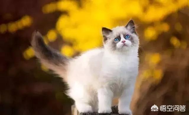 猫咪品种大全及图片:中国自己的猫都有些什么品种？ 猫咪品种大全及图片和名字