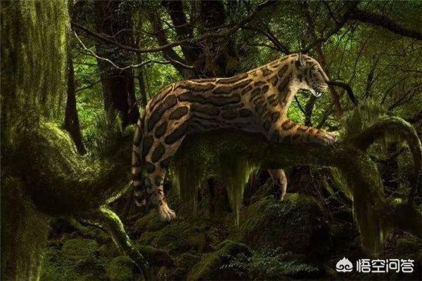 猞猁与人交尾:猫和老虎到底有什么渊源？