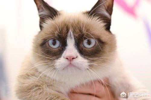 猫瞳孔颜色的代表:小奶猫的眼睛颜色 有关猫的眼睛冷知识有哪些？