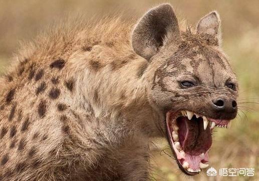 非洲斑鬣狗vs藏獒视频:藏獒打得过斑鬣狗吗 比特犬，藏獒和非洲鬣狗哪个更厉害？