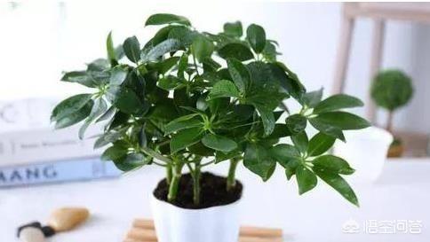 花叶万年青的作用:除甲醛十大有效排名植物，你知道吗？