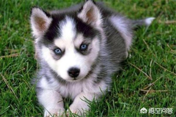 世界十大猎犬名狗排名榜:打猎的狗，有哪些品种值得推荐？