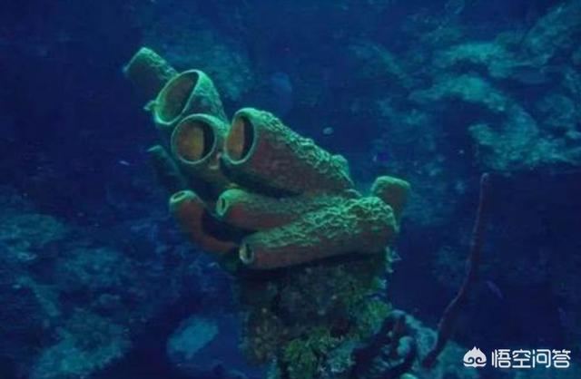 土丁是什么生物，科学家发现的海底人是什么生物海洋中到底有没有智慧生物存在