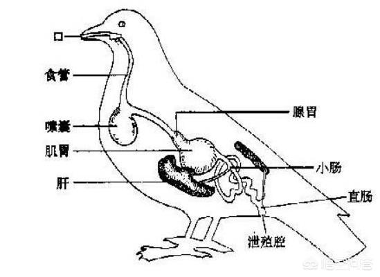 动物消化系统常见疾病案例:消化系统常见疾病的诊治答案 三天前喂的玉米粒，小鸽子消化不了怎么办？