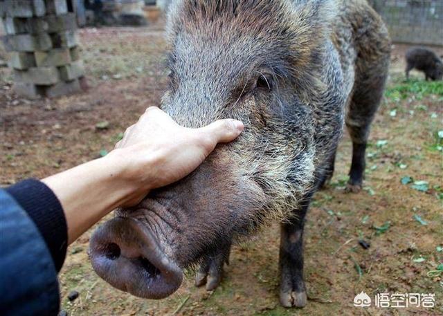 云南一母猪产下8名男婴:个别母猪为什么把它自己生下小猪吃掉怎样防止