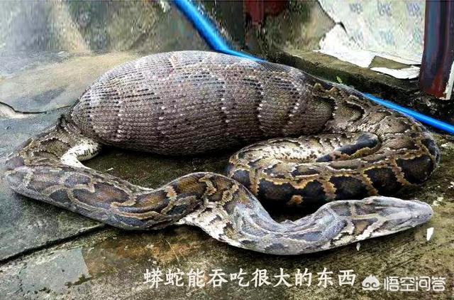 世界上最大的蛇吃人:农村里的大蟒蛇能吃人吗？这种可怕场景是如何解决的？