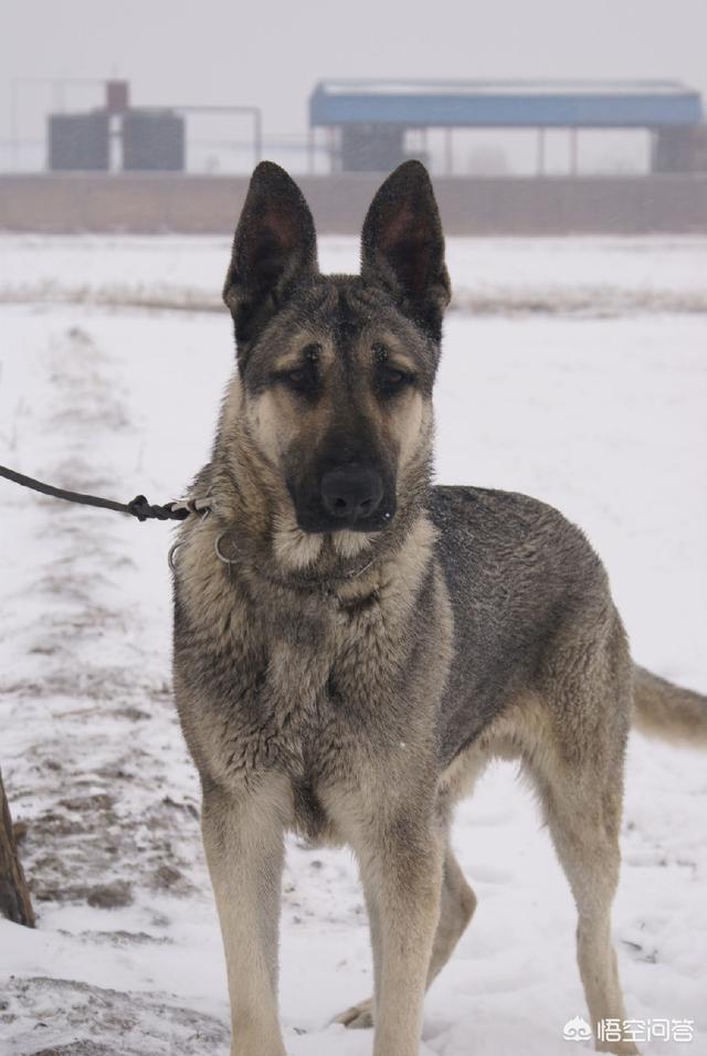 山东墨界黑狼58同城网:我国的哪种狼犬排行世界第一？为什么？