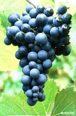 西拉葡萄酒的特点，相比起赤霞珠，西拉的优势在哪里