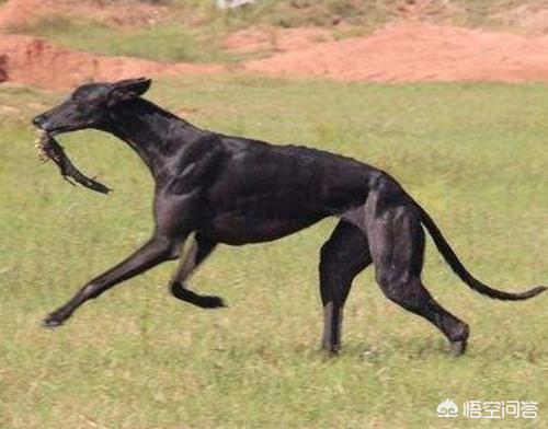 徐州格力犬价格百姓网:格力犬吃什么品牌狗粮好？ 徐州格力犬转让信息