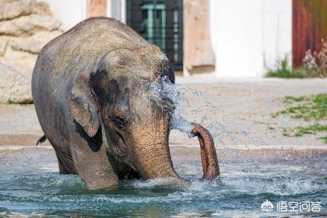 头条问答 - 除了人类外,还有哪些生物会出汗?(5个回答)