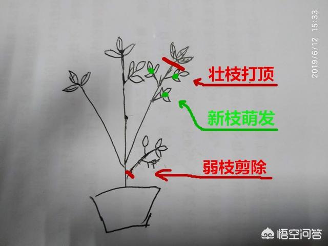 月季花的栽培和管理:独杆月季怎么养才会枝繁叶茂开花爆盆？