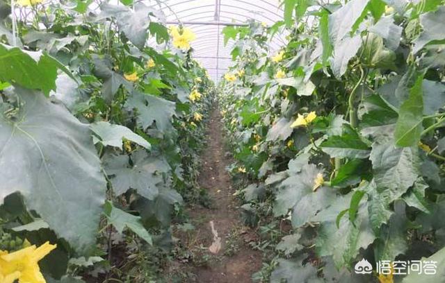 丝瓜疯长但不开花 怎么处理 悟空问答