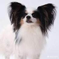 怎么挑选蝴蝶犬幼犬:蝴蝶犬吃什么牌子的狗粮好？