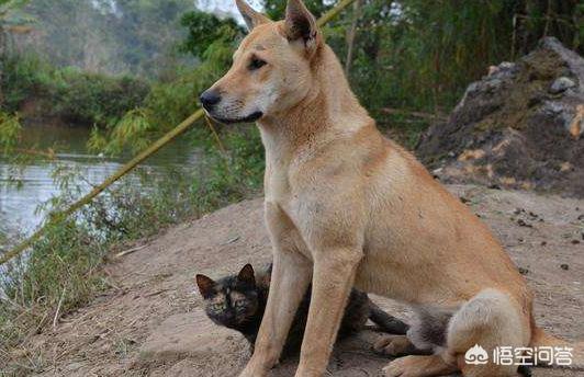 犬饲先生养狗记详情介绍:为什么农村的狗几乎不会生病，它们真的会自己找药吃吗？ 犬饲先生养狗记电影