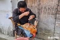 阉割的鸡与正常公鸡,肉有什么差别？