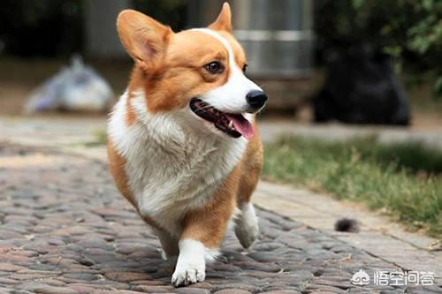 柯基狗的视频:柯基犬能看家吗，机警有力非常活泼？