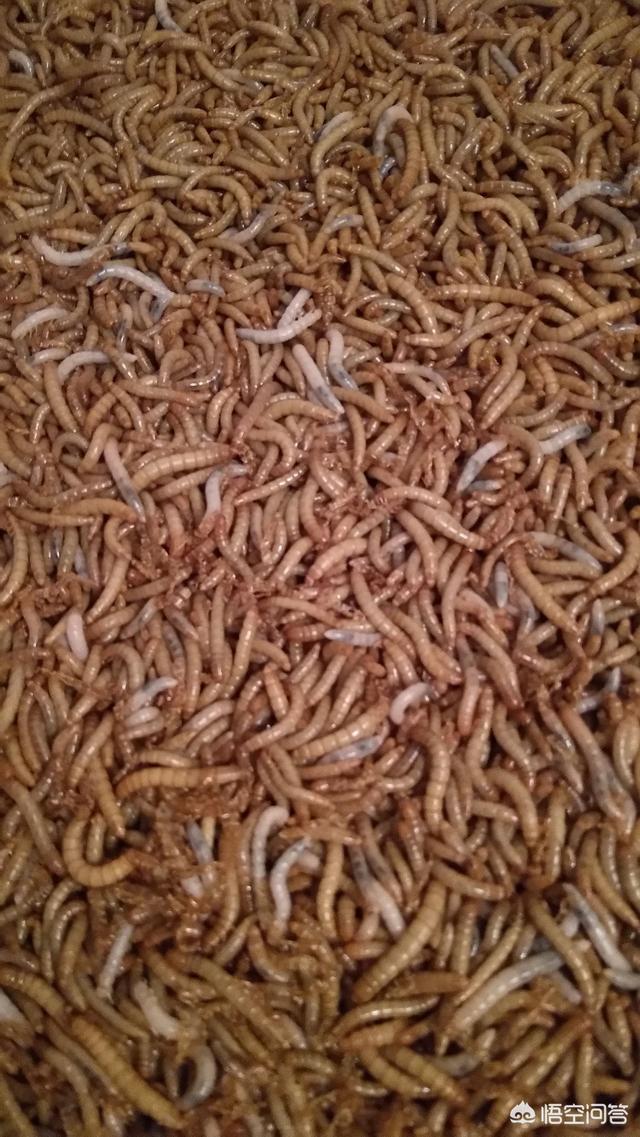 养黄粉虫:养黄粉虫实际利润怎么样呢 黄粉虫养殖如何防止夏季高温？