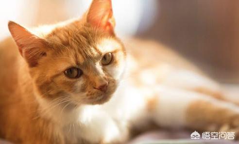 猫发情 叫声:猫发情除了会乱撒尿和乱叫，还有其他表现吗？