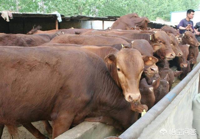 养牛知识与预防:如何避免养牛的风险？怎样养好牛呢？