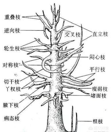 六月雪图片:六月雪生长期间该如何修剪可保证其观赏性？