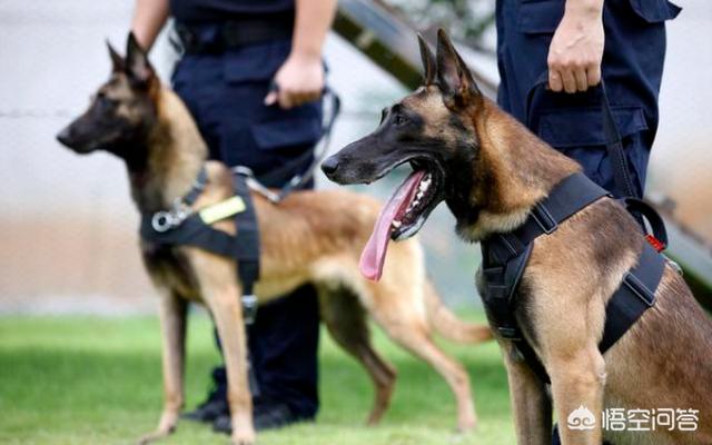 中国导盲犬品种:中国正在征用的军警犬有哪些？