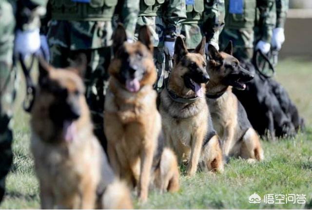 中国导盲犬品种:中国正在征用的军警犬有哪些？