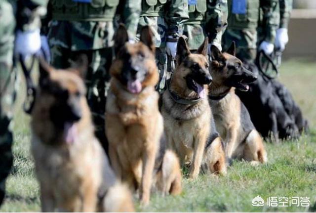 姚守岗军犬处理结果军方不告吗:中国正在征用的军警犬有哪些？