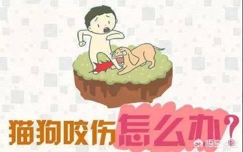 被猫咬了怎么办处理:女朋友被猫咬了.我该怎么办？