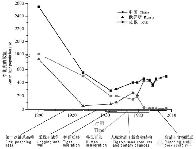 东北虎资料:野生孟加拉虎体型会超过野生东北虎吗？